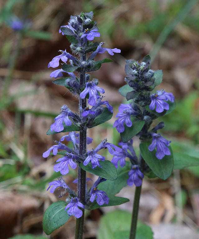 Common Bugle (Ajuga reptans)
