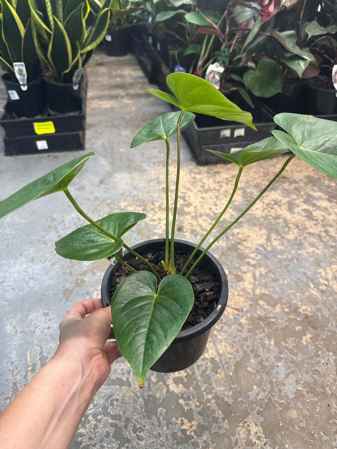 Anthurium 'Prince of Red' - Ladybird Nursery