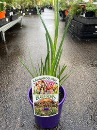 Kangaroo Paw 'Kings Park Royal' (Anigozanthos) - Ladybird Nursery