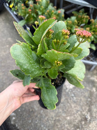 Kalanchoe ‘Turner’ (Kalanchoe calandiva) - Ladybird Nursery