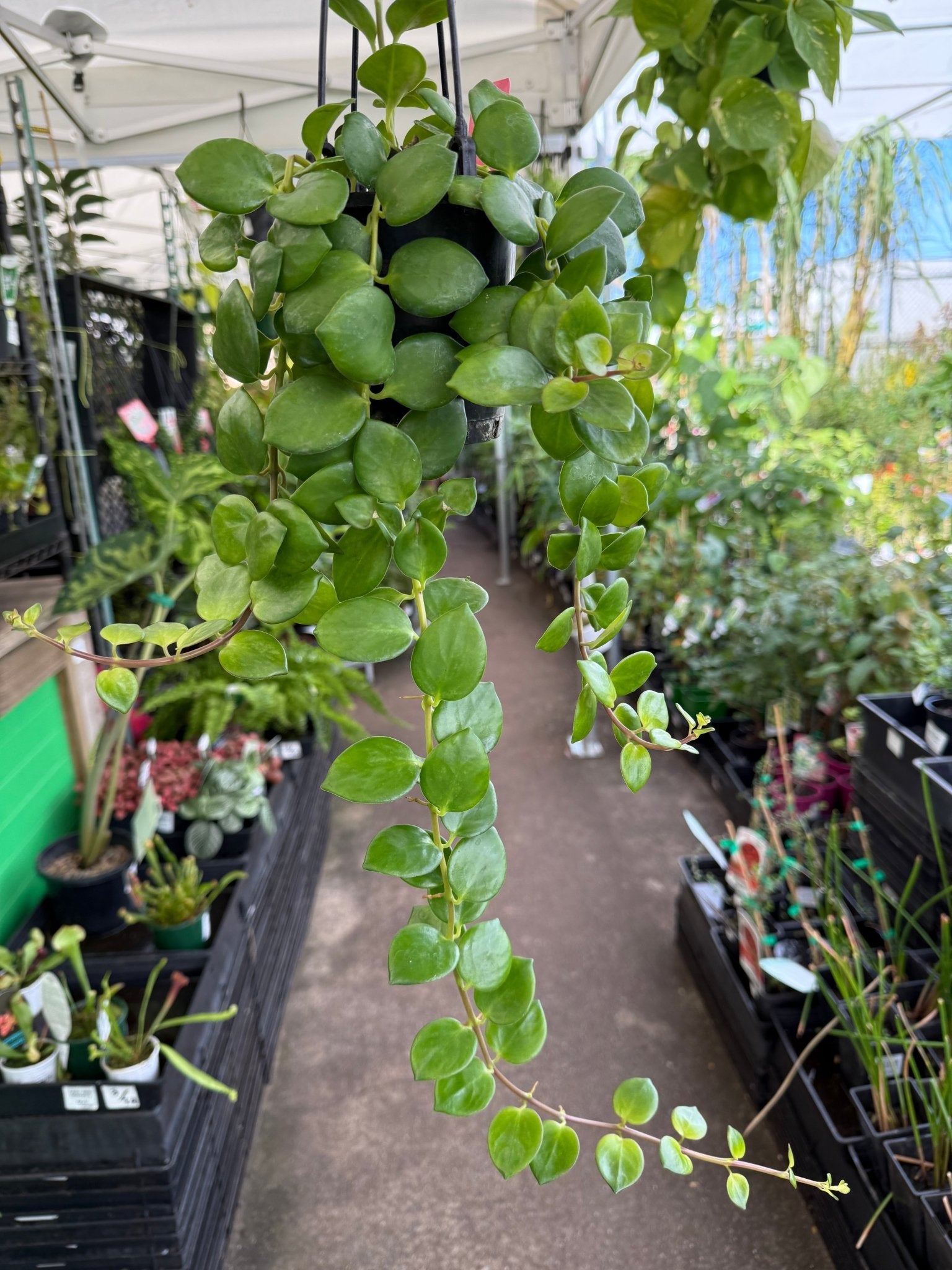 Lipstick Plant 'Thai Pink' (Aeschynanthus) - Ladybird Nursery