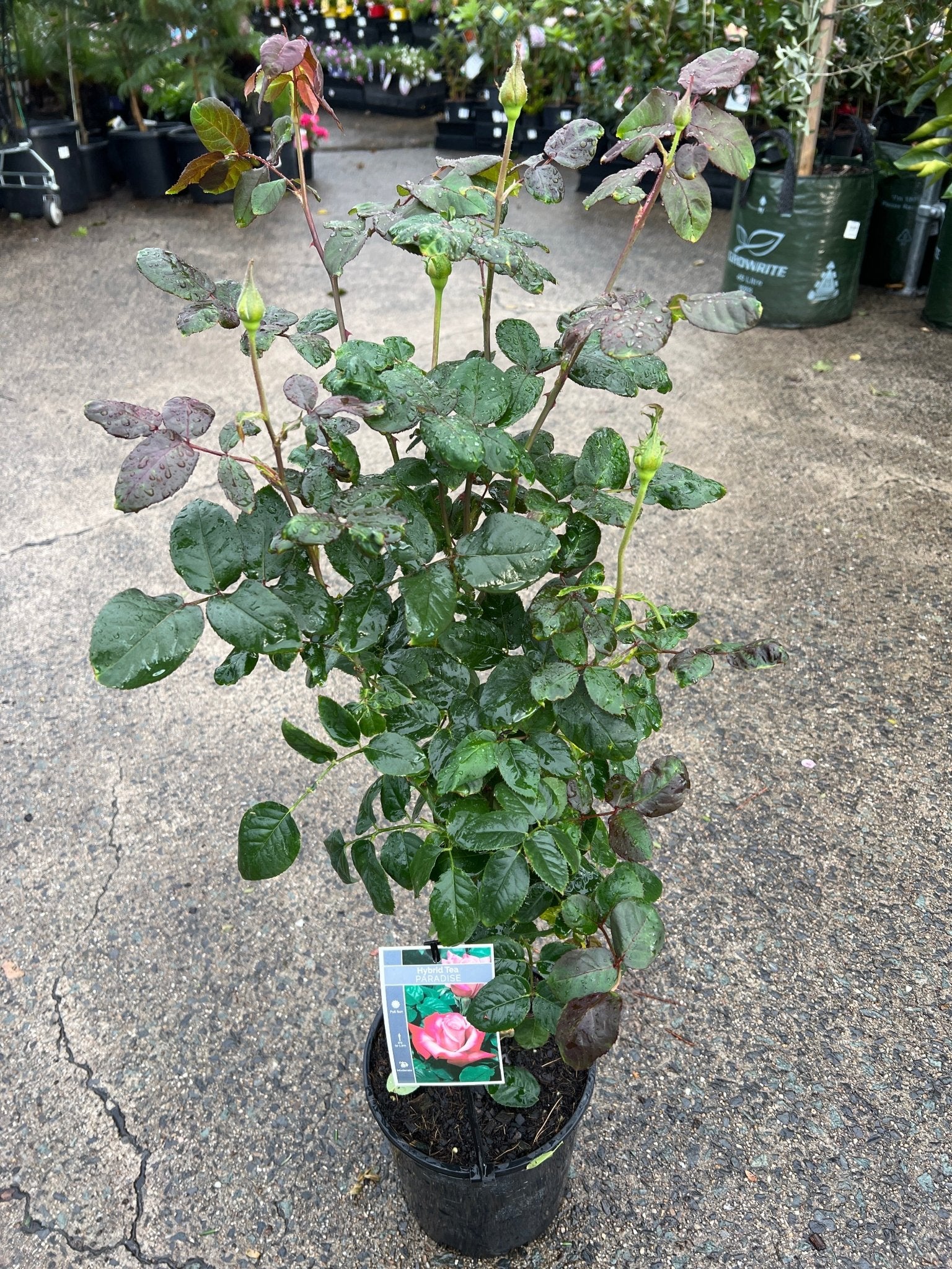 Rose 'Paradise' (Rosa) - Ladybird Nursery