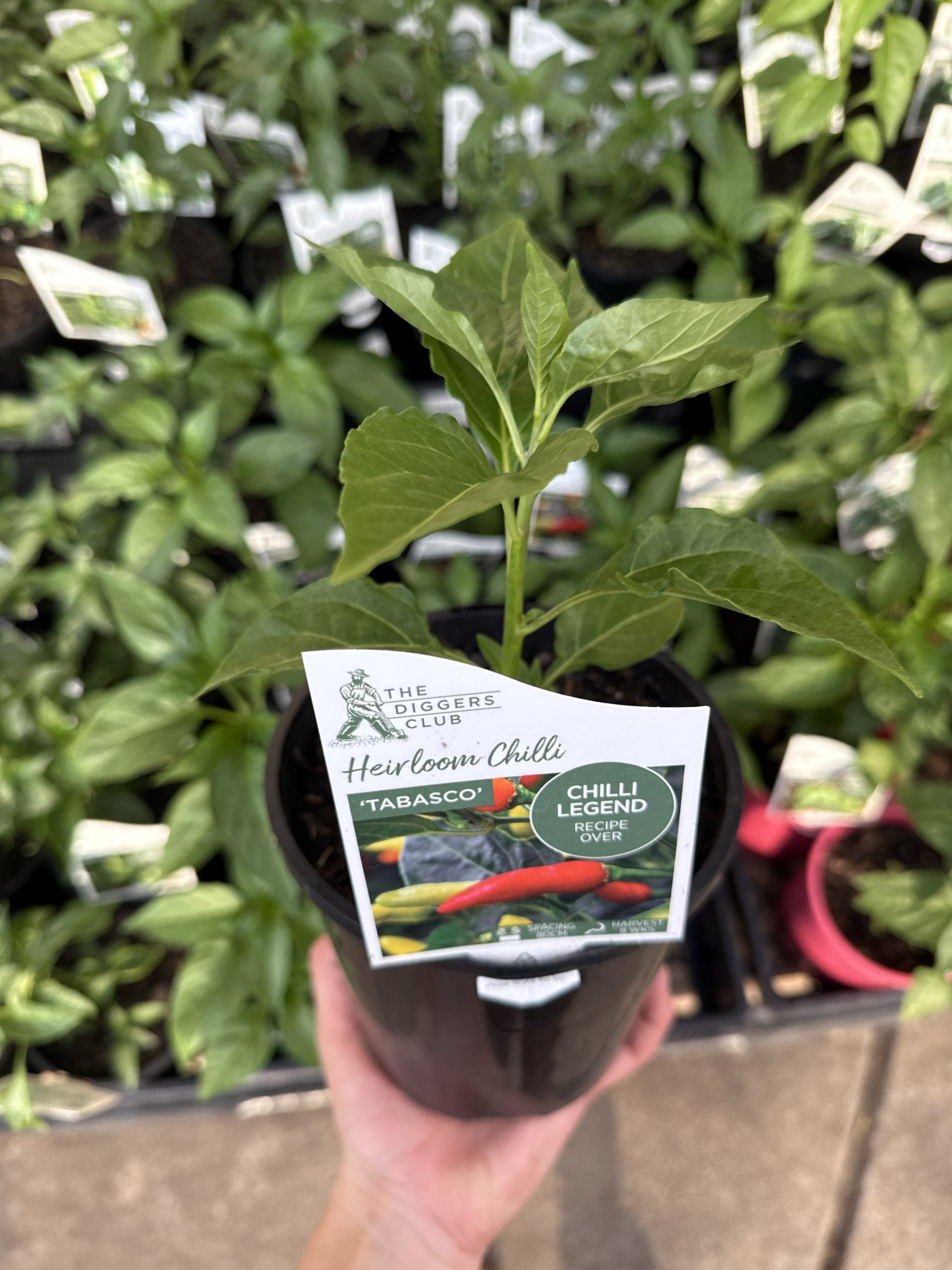 Chilli 'Tabasco'