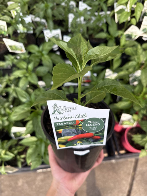 Chilli 'Tabasco' - Ladybird Nursery
