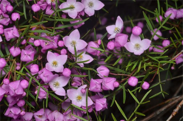Pinnate Boronia South West Rocks (Boronia pinnata) - Ladybird Nursery