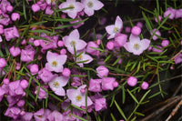 Pinnate Boronia South West Rocks (Boronia pinnata)