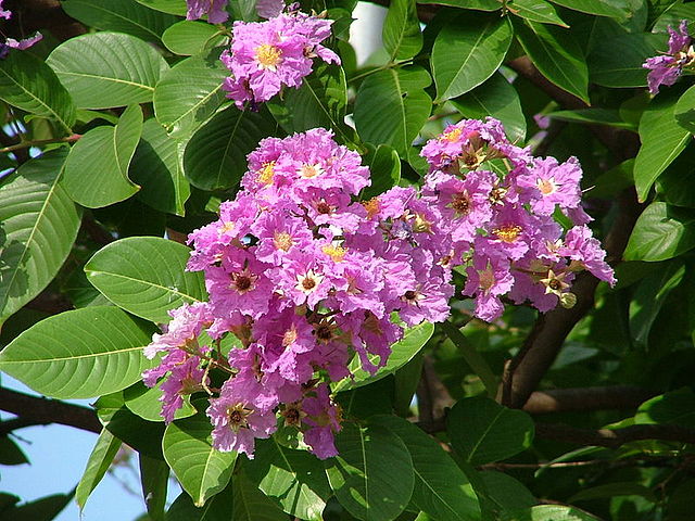 Queens Crepe Myrtle (Lagerstroemia speciosa)