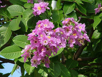 Queens Crepe Myrtle (Lagerstroemia speciosa) - Ladybird Nursery