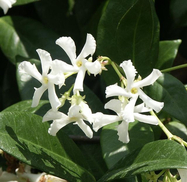 Star Jasmine Variegata (Trachelospermum jasminoides) - Ladybird Nursery