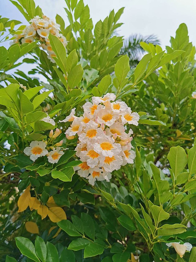 Radermachera yunnanensis