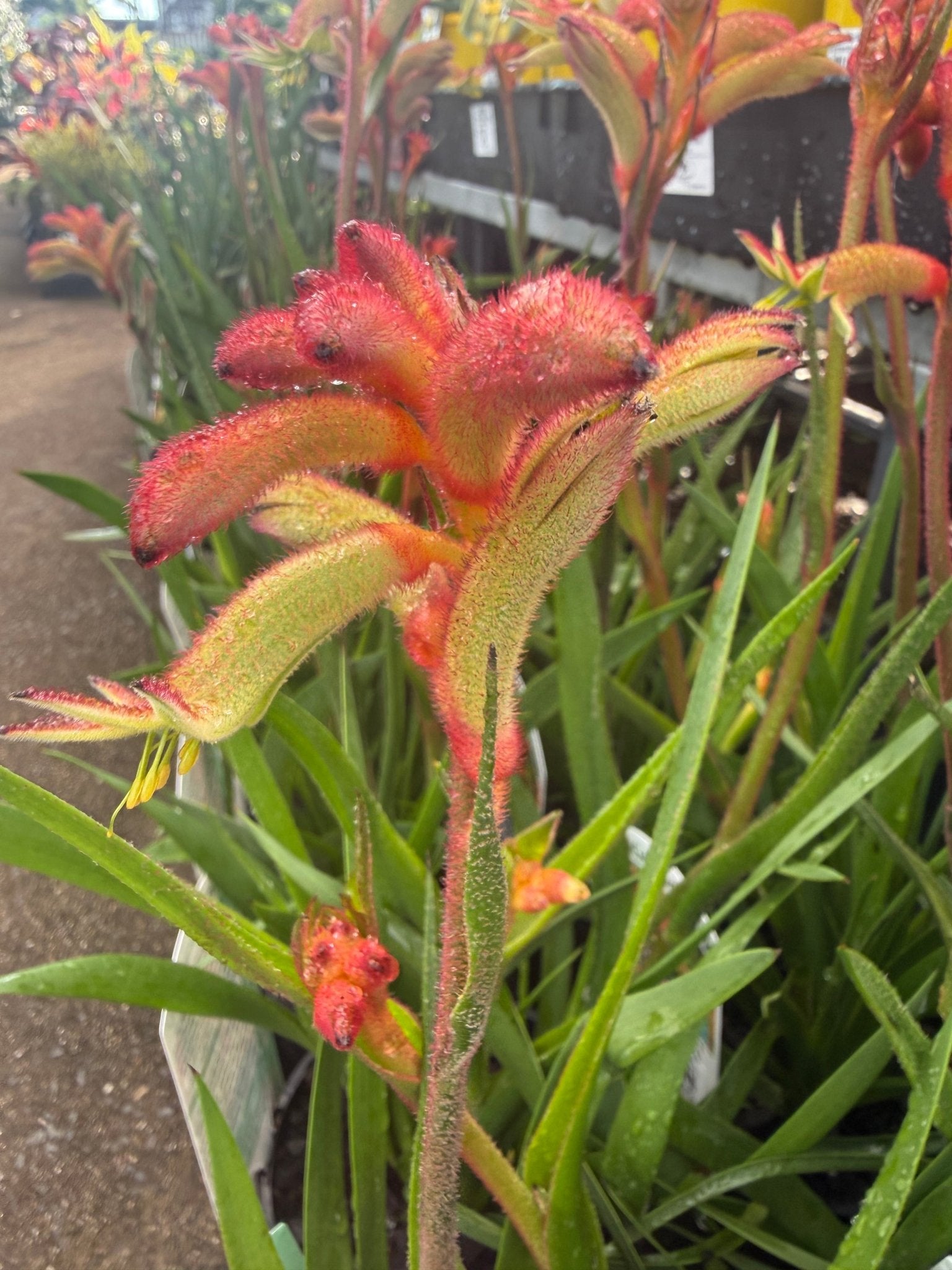 Kangaroo Paw 'Bush Flare' (Anigozanthos) - Ladybird Nursery