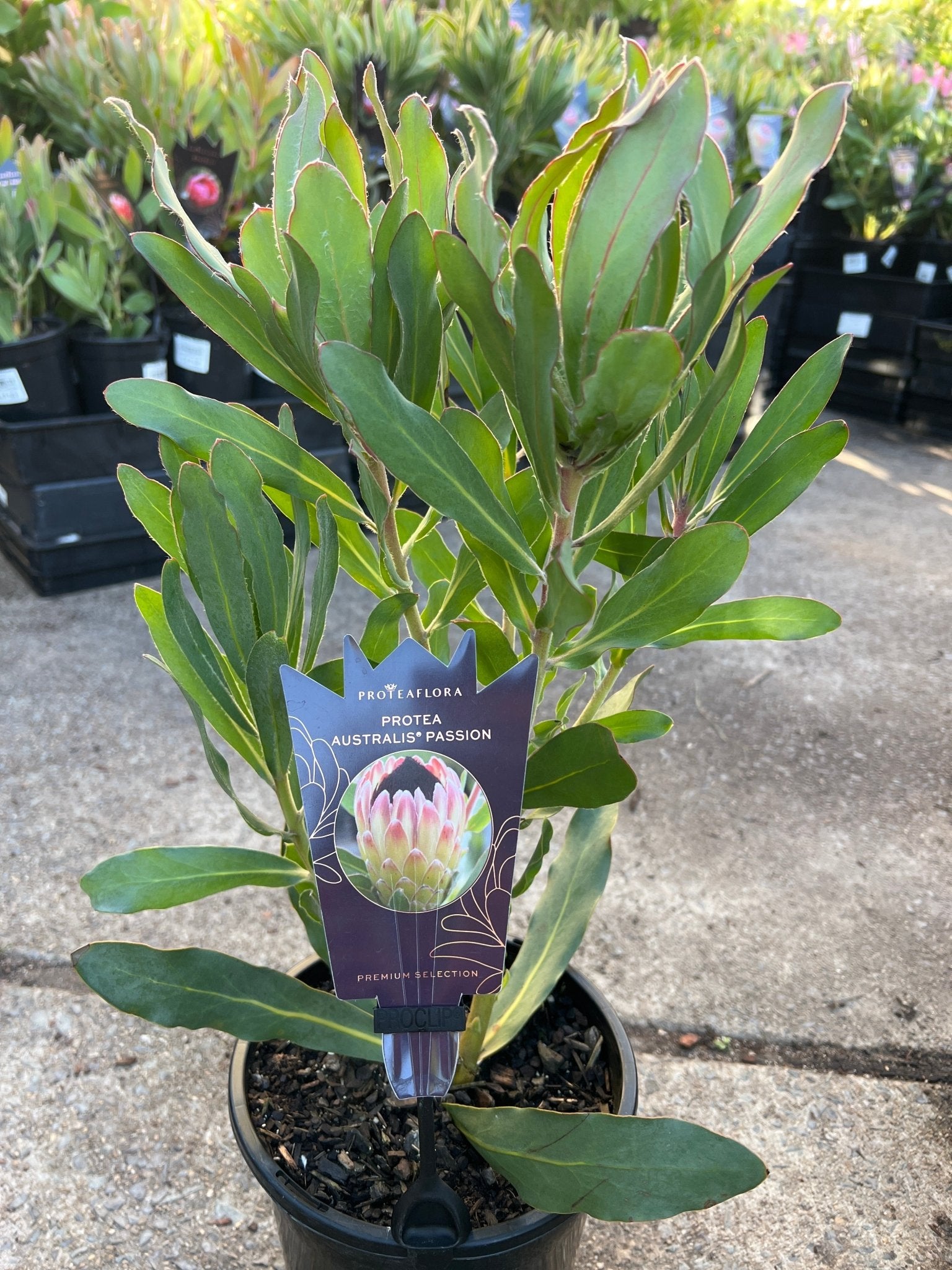 Protea 'Australis Passion' - Ladybird Nursery