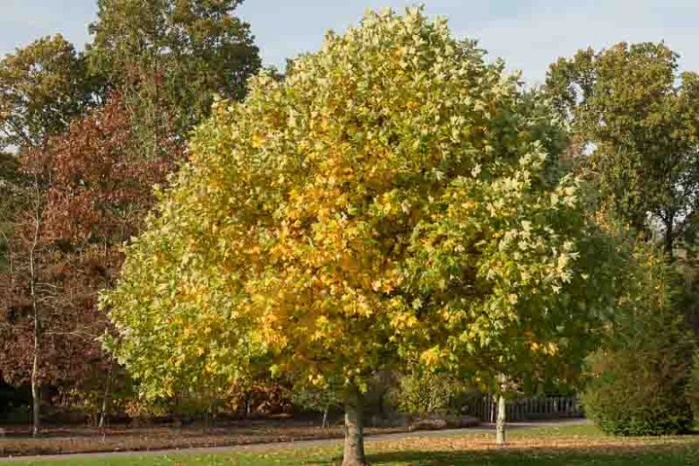 Tulip Tree (Liriodendron tulipifera)