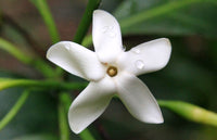 Brown Gardenia (Atractocarpus fitzalanii)
