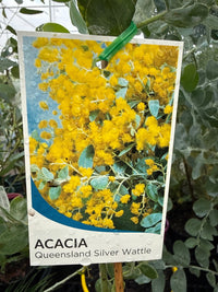 Queensland Silver Wattle (Acacia podalyriifolia) - Large - Ladybird Nursery