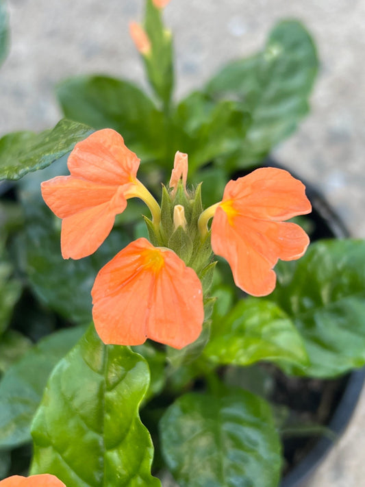 Fireglow (Crossandra infundibuliformis) - Ladybird Nursery