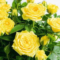 Rose Jewel Miniature Yellow (Rosa) - Ladybird Nursery
