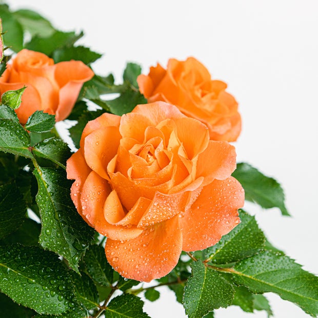 Rose Jewel Miniature Orange (Rosa)