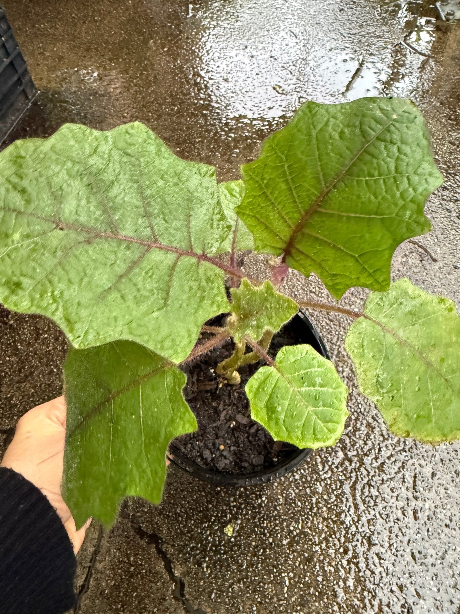 Naranjilla / Golden Fruit of the Andes - Ladybird Nursery