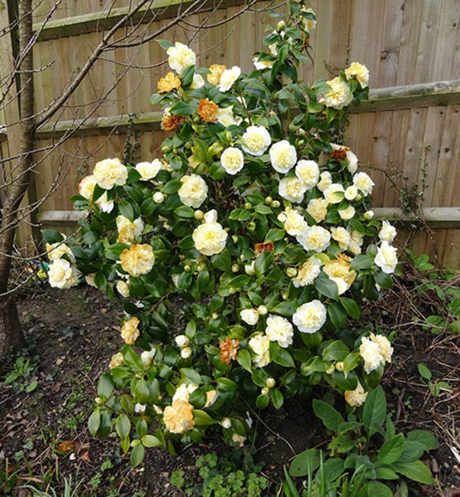 Camellia Brushfields Yellow (Camellia japonica) - Ladybird Nursery