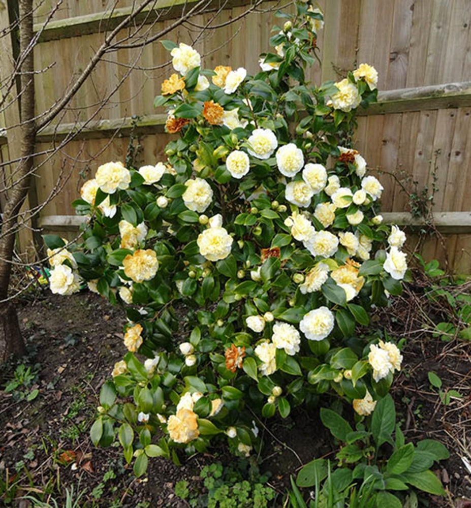 Camellia Brushfields Yellow (Camellia japonica)