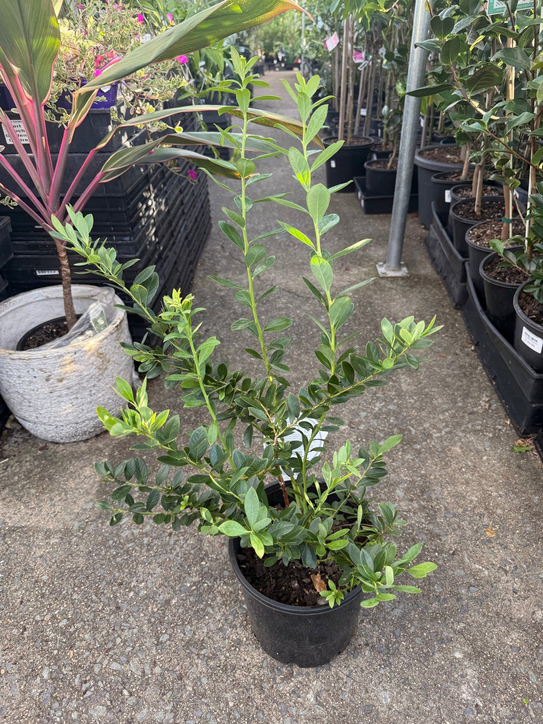 Blueberry 'Sunshine Blue' 200mm Pot - Ladybird Nursery