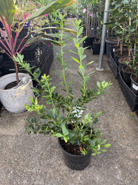 Blueberry 'Sunshine Blue' 200mm Pot - Ladybird Nursery