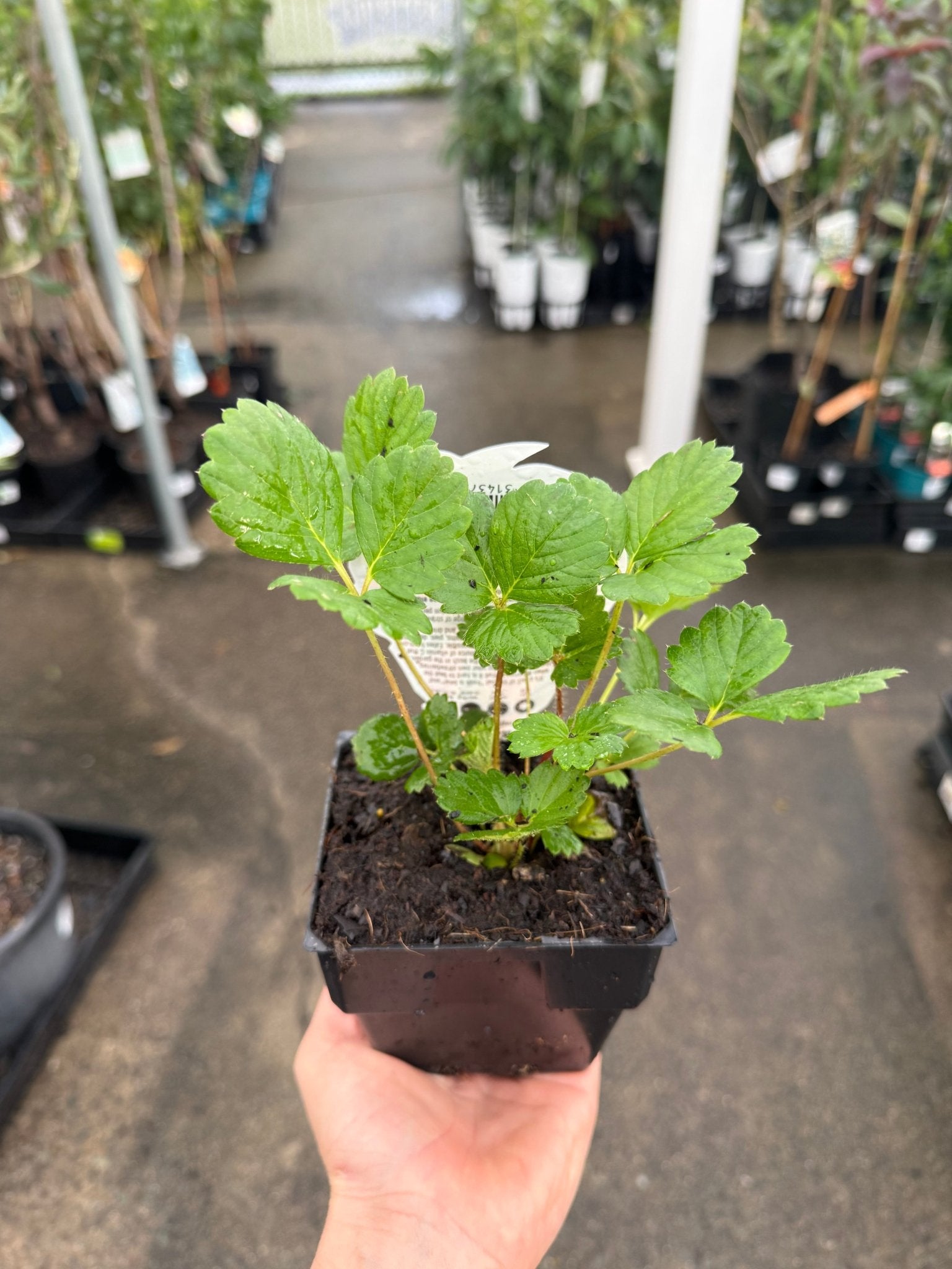 Strawberry 'Ruby Red' - Ladybird Nursery