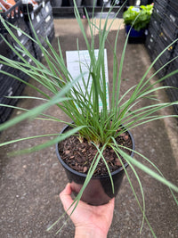 Society Garlic Dark Star (Tulbaghia) - Ladybird Nursery