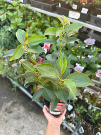 Mandevilla Guinevere (Dipladenia sanderi) - Ladybird Nursery