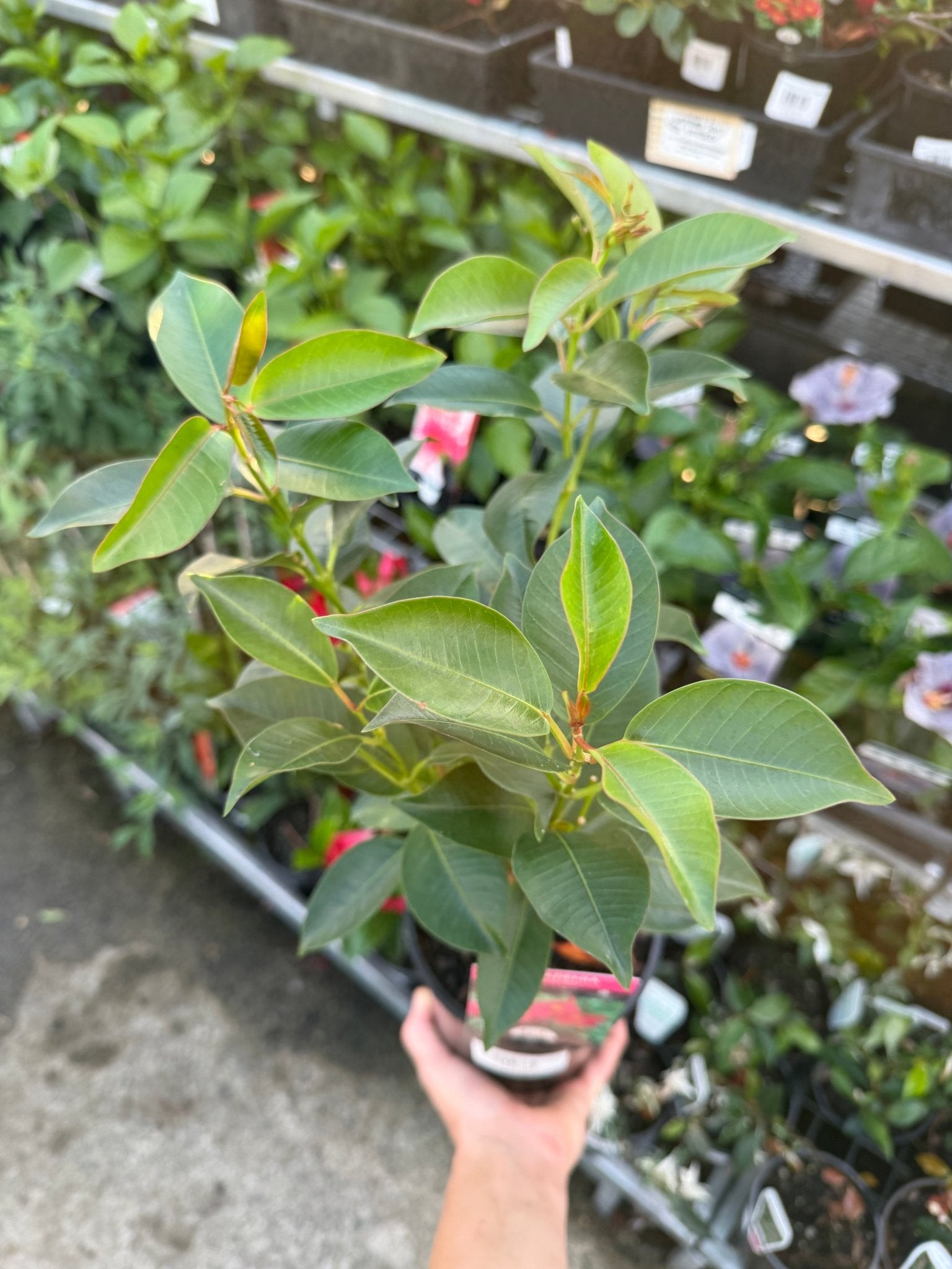 Mandevilla Guinevere (Dipladenia sanderi) - Ladybird Nursery