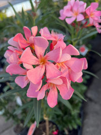 Oleander 'Isabella' (Nerium oleander) - Ladybird Nursery