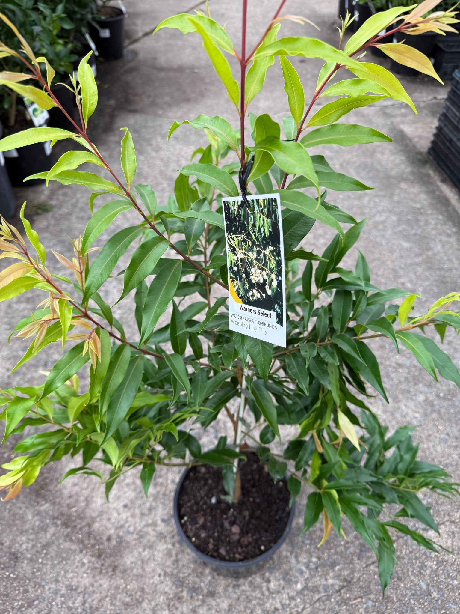 Weeping Lilly Pilly 'Warners' (Waterhousia floribunda) - Ladybird Nursery