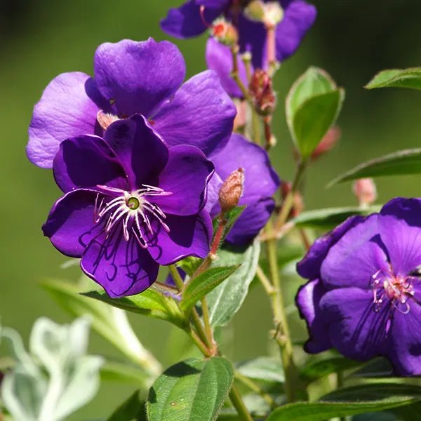 Tobouchina Purple Star (Tibouchina) - Ladybird Nursery