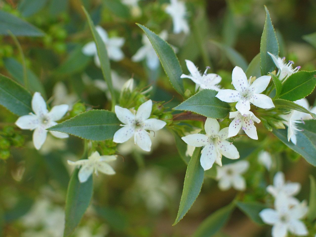 Sticky Boobialla (Myoporum ellipticum)