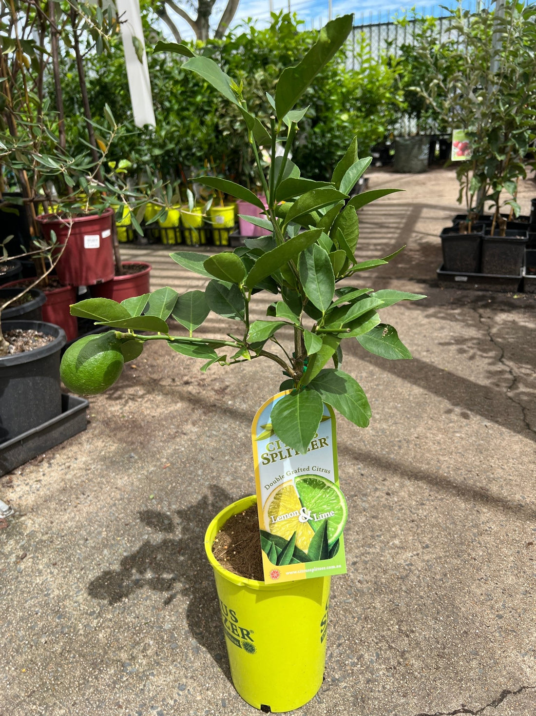 Lemon & Lime Tree (QLD Only) - Ladybird Nursery
