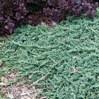 Creeping Juniper Icee Blue (Juniperus horizontalis)