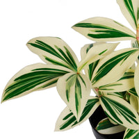 Amazon Costus Variegata (Costus amazonicus) - Ladybird Nursery