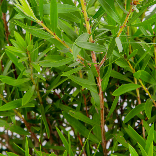 Bottlebrush Hannah Ray 200mm Pot (Callistemon)