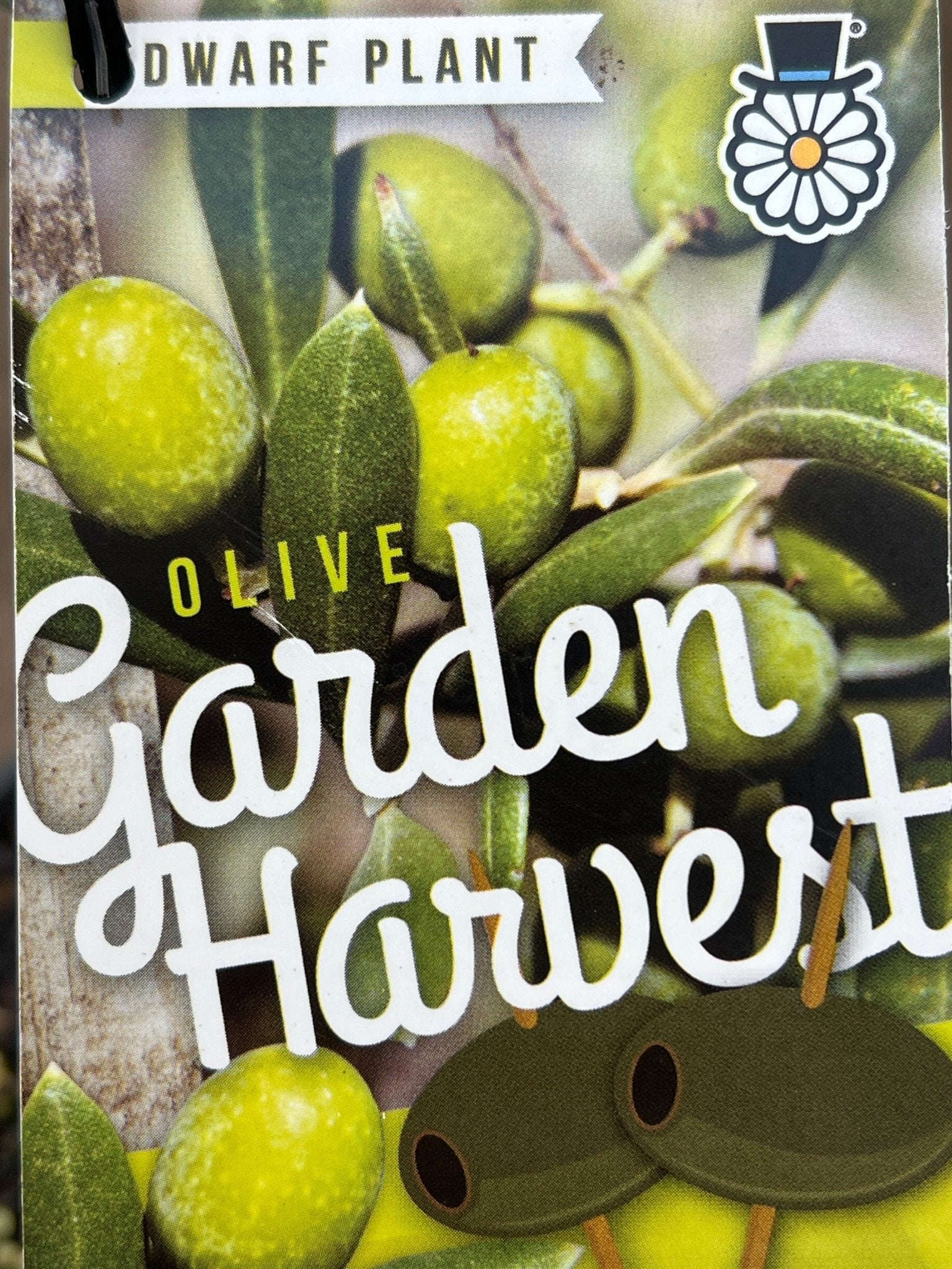Dwarf Olive 'Garden Harvest' - Large - Ladybird Nursery