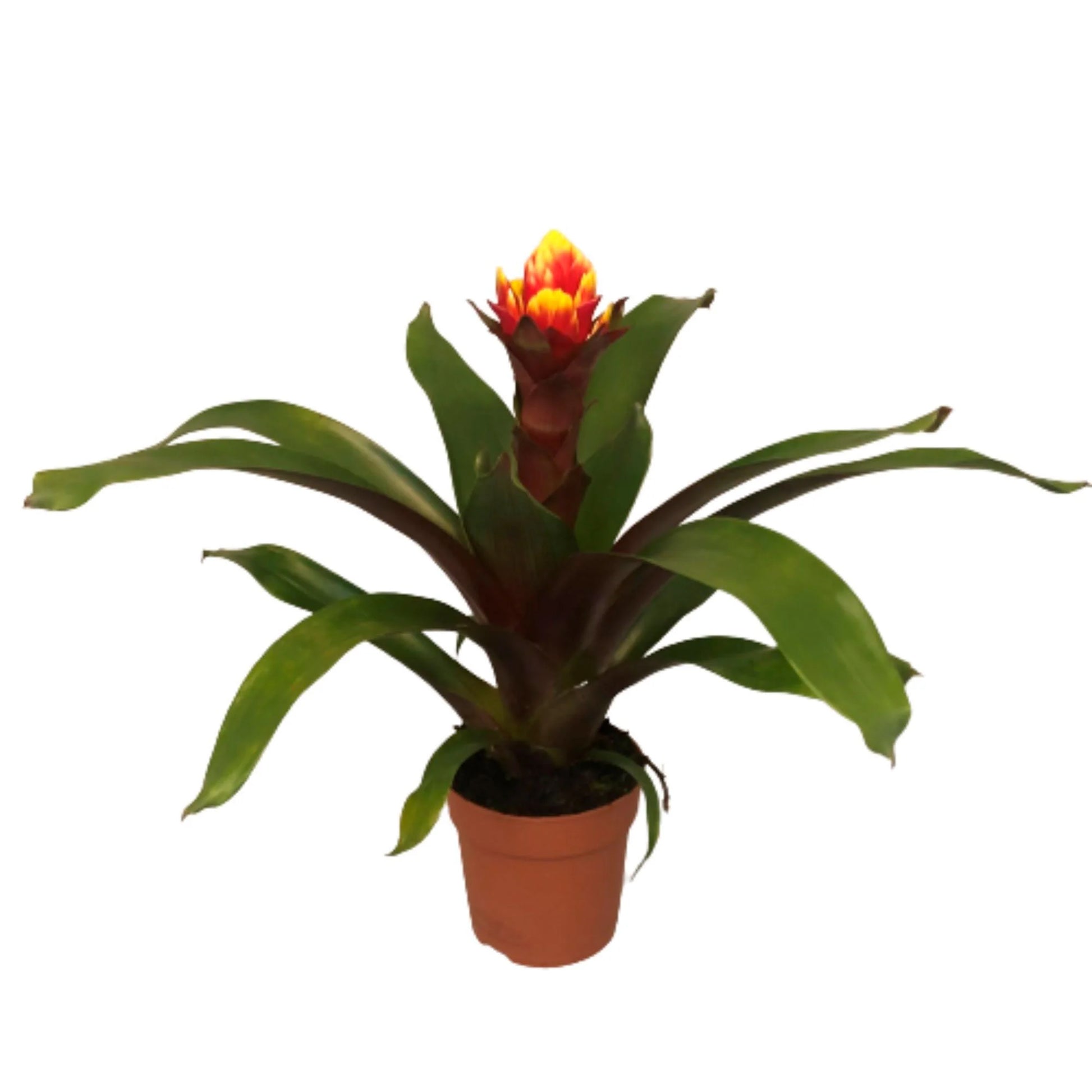 Guzmania spp. Red Bromeliad