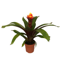 Guzmania spp. Red Bromeliad