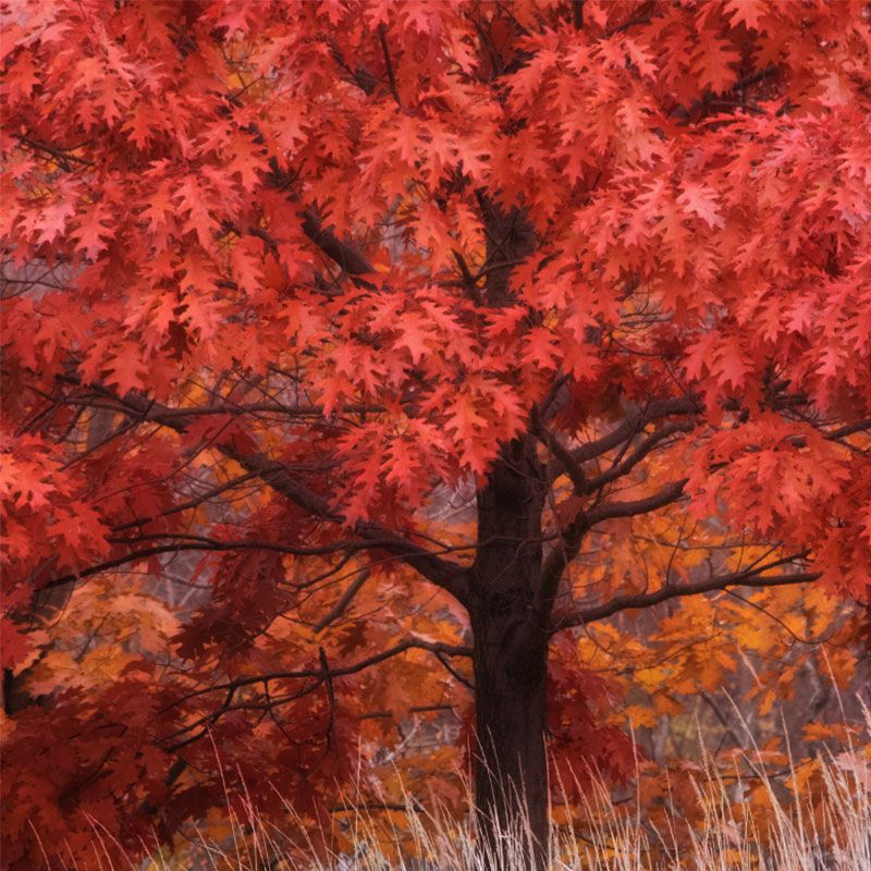 Scarlet Oak (Quercus coccinea)
