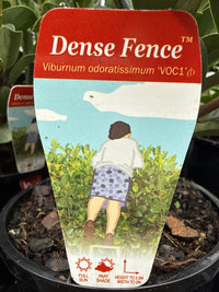 Sweet Viburnum 'Dense Fence' (Viburnum odoratissimum) - Ladybird Nursery