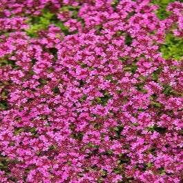 Creeping Crimson Thyme (Thymus serpyllum ‘Coccineus’)