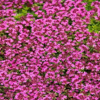 Creeping Crimson Thyme (Thymus serpyllum ‘Coccineus’)