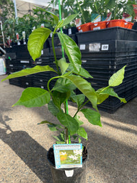‘Crepe Jasmine’ (Tabernaemontana divaricata) - Ladybird Nursery