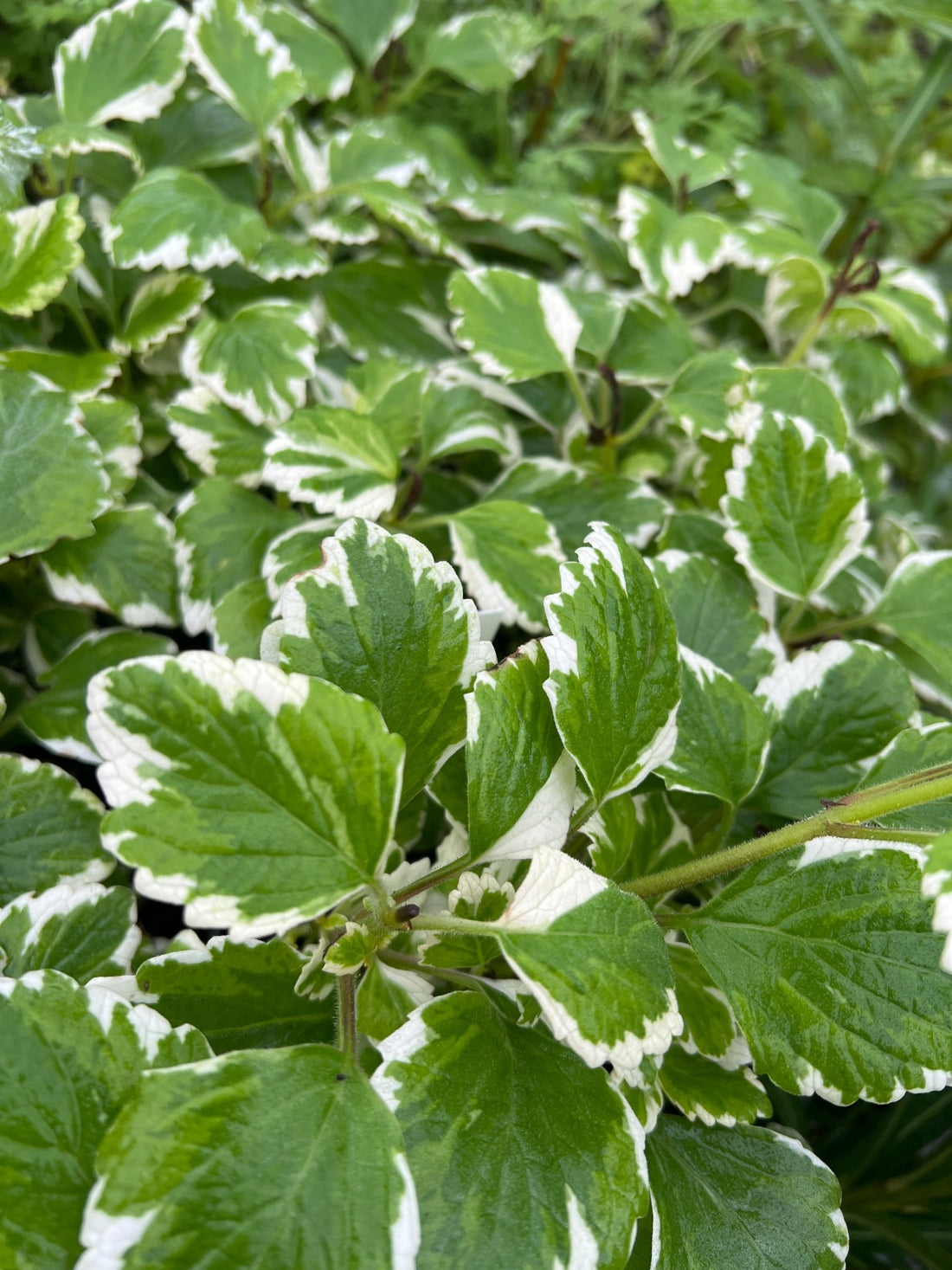 Plectranthus ‘Mozzie Repellent’ - Ladybird Nursery