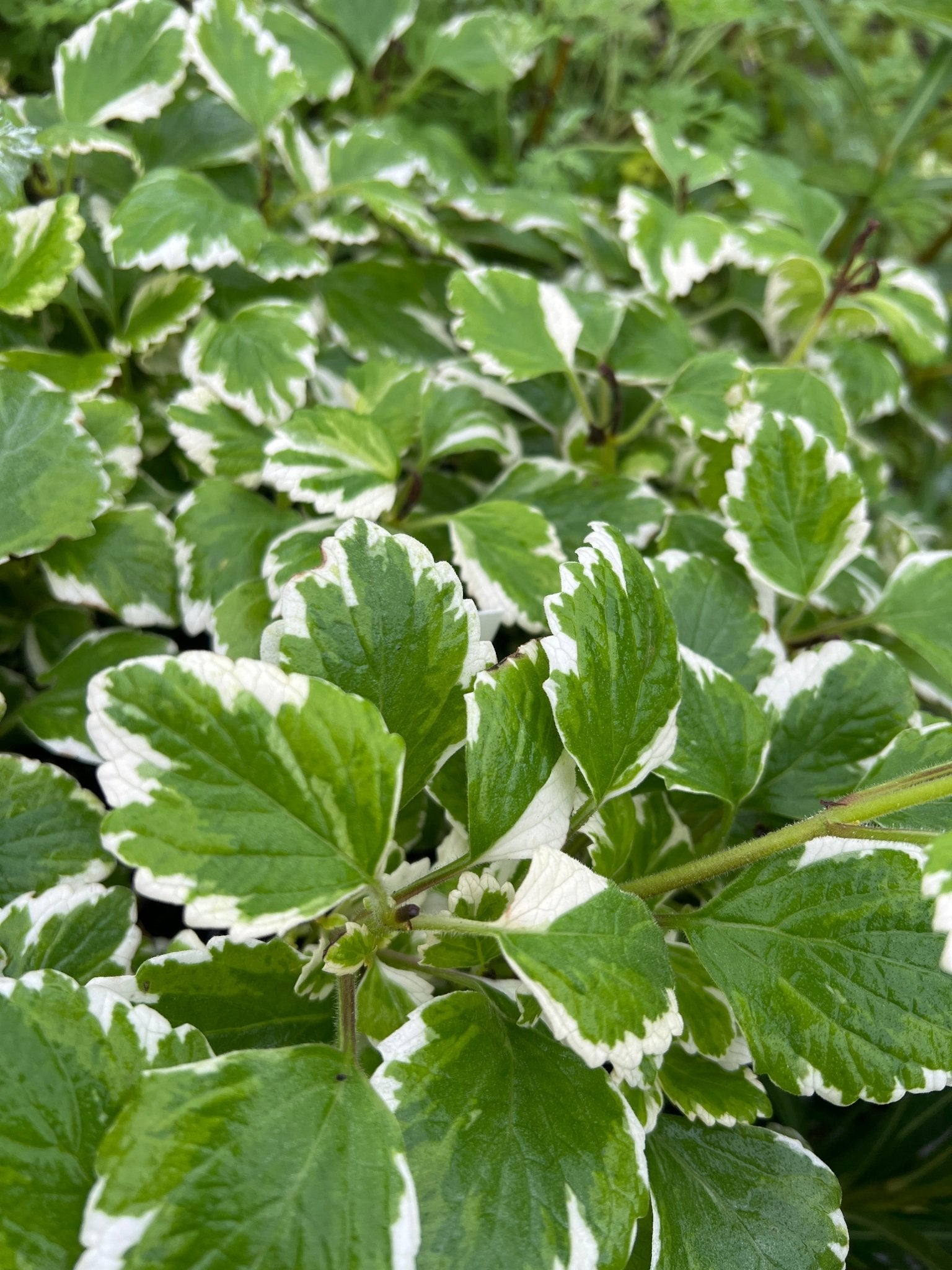 Plectranthus ‘Mozzie Repellent’ - Ladybird Nursery