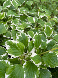 Plectranthus ‘Mozzie Repellent’ - Ladybird Nursery